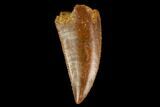 Serrated, Raptor Tooth - Real Dinosaur Tooth #127067-1